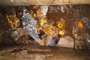 Ummistuse-põhjustaja-kartulikoored-ja-poolikud-sidrunid